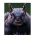 Fox Squirrel Close-Up Wildlife Photography Print | Tiny Desk Photos No. 100