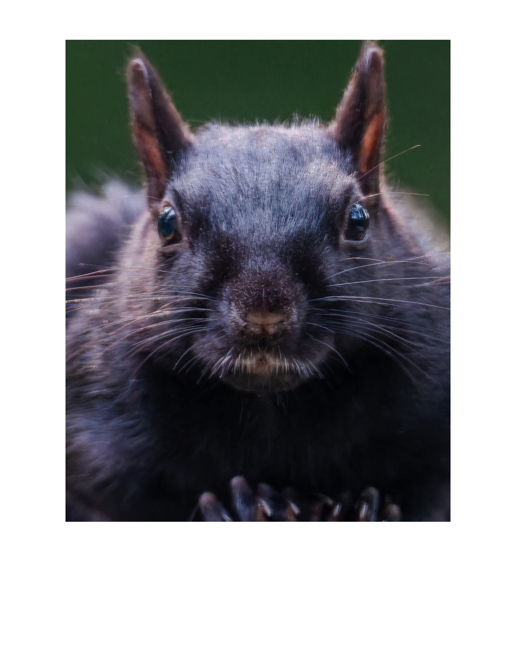 Fox Squirrel Close-Up Wildlife Photography Print | Tiny Desk Photos No. 100