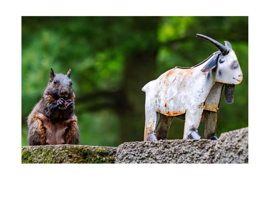 Fox Squirrel and Rusted Metal Goat Wildlife Photography Print | Tiny Desk Photos No. 101