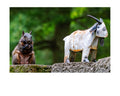 Fox Squirrel and Rusted Metal Goat Wildlife Photography Print | Tiny Desk Photos No. 101