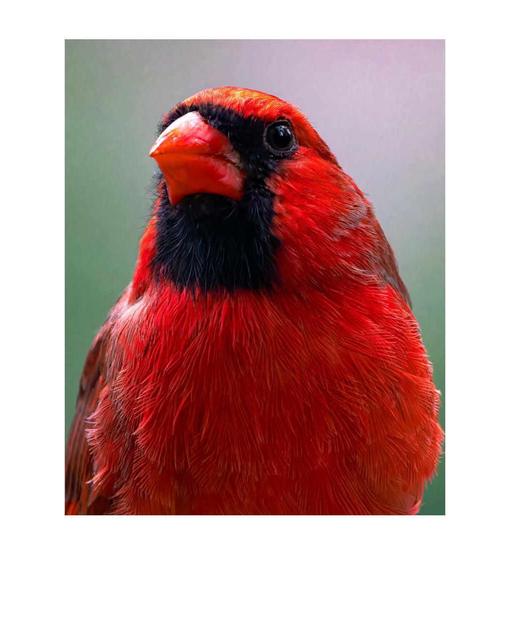 Northern Cardinal Portrait Wildlife Photography Print | Tiny Desk Photos No. 102