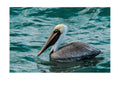 Brown Pelican Wildlife Photography Print | Tiny Desk Photos No. 103