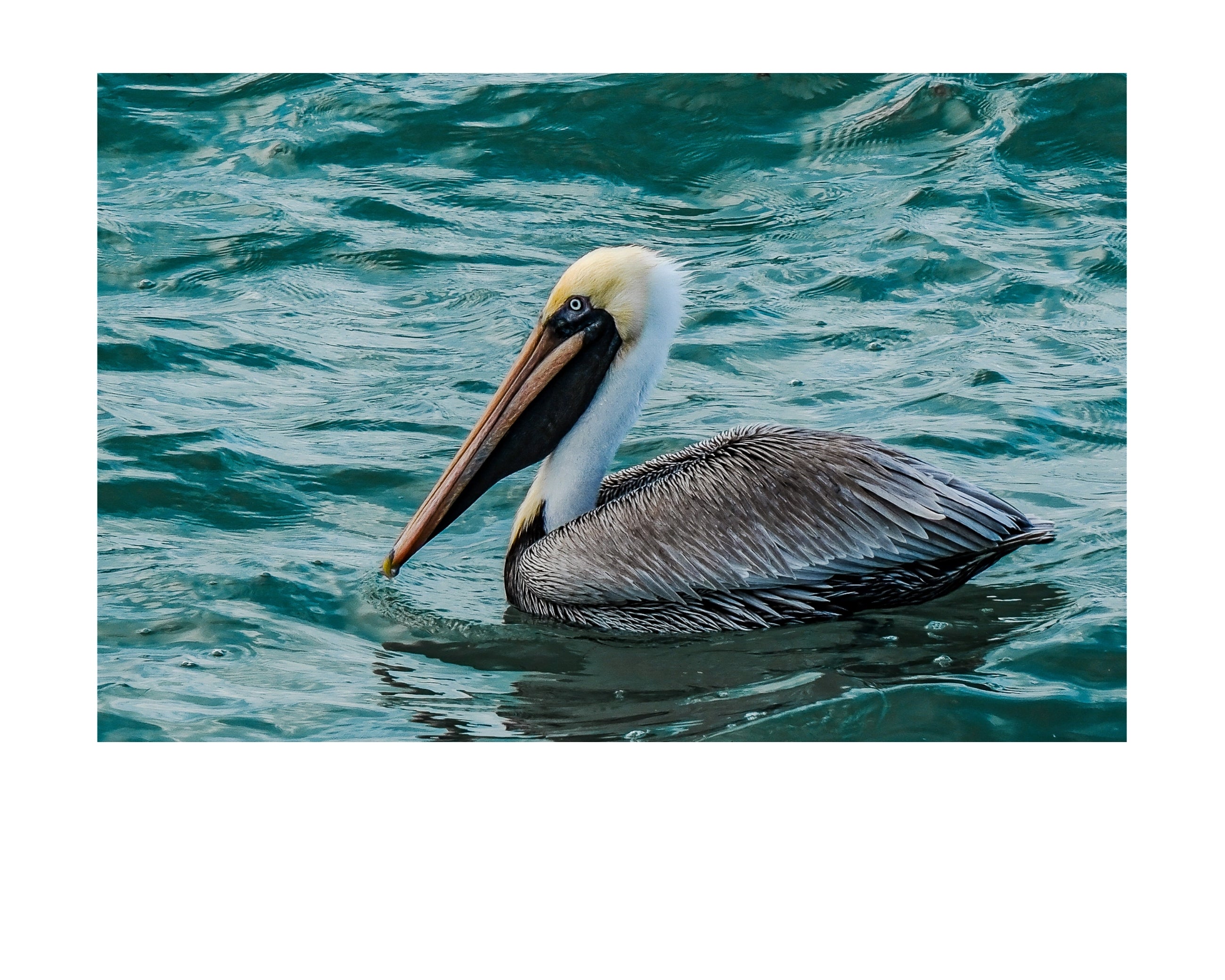 Brown Pelican Wildlife Photography Print | Tiny Desk Photos No. 103