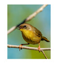 Common Yellowthroat Wildlife Photography Print | Tiny Desk Photos No. 104