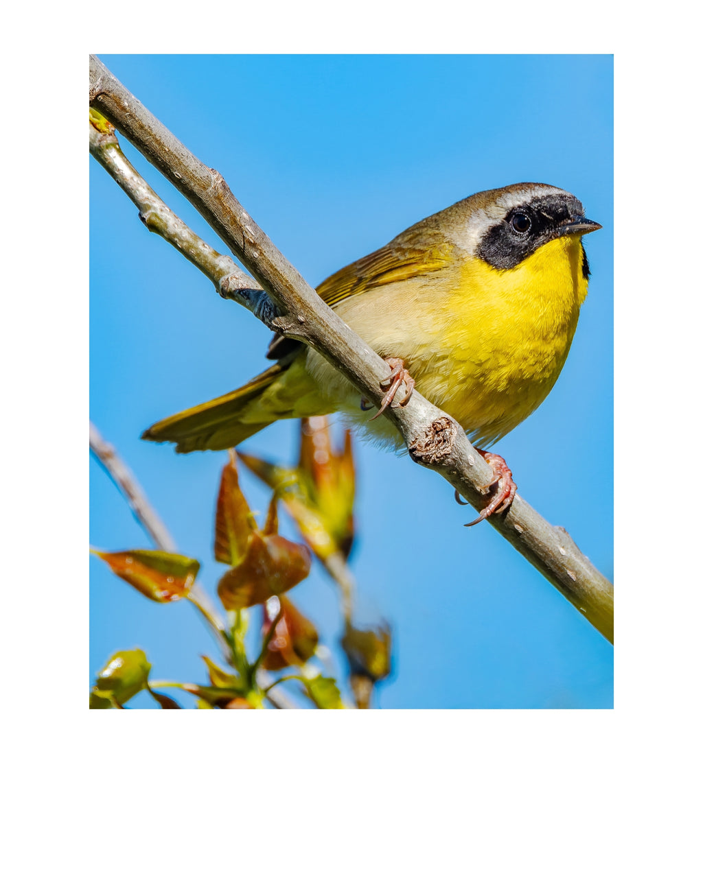 Common Yellowthroat Wildlife Photography Print | Tiny Desk Photos No. 105