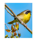 Common Yellowthroat Wildlife Photography Print | Tiny Desk Photos No. 105