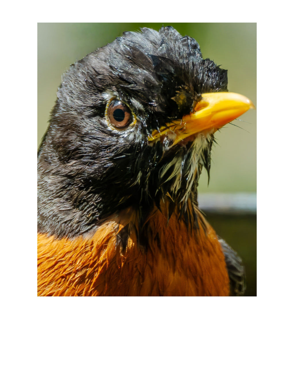 American Robin Wildlife Photography Print | Tiny Desk Photos No. 106