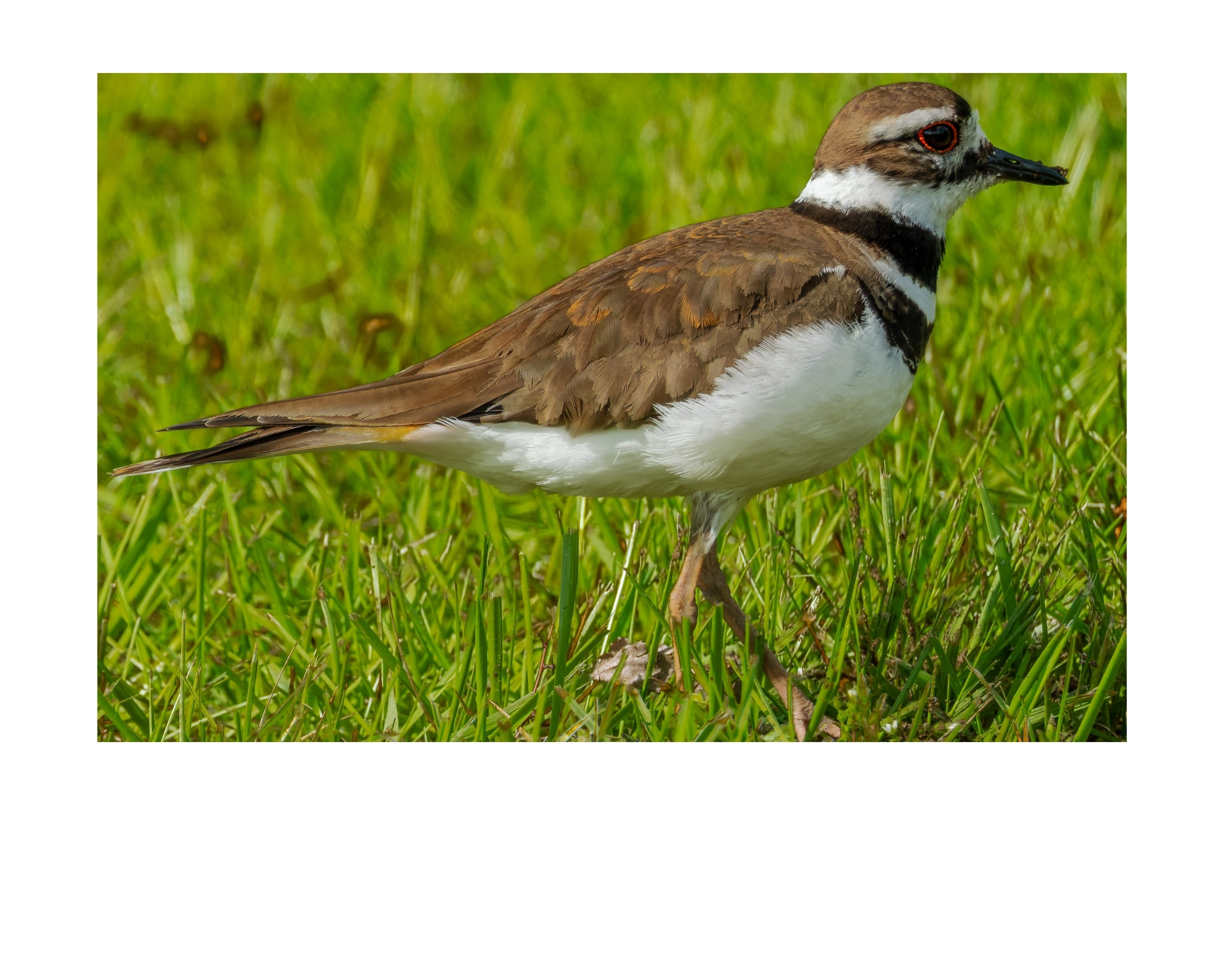Killdeer Wildlife Photography Print | Tiny Desk Photos No. 109