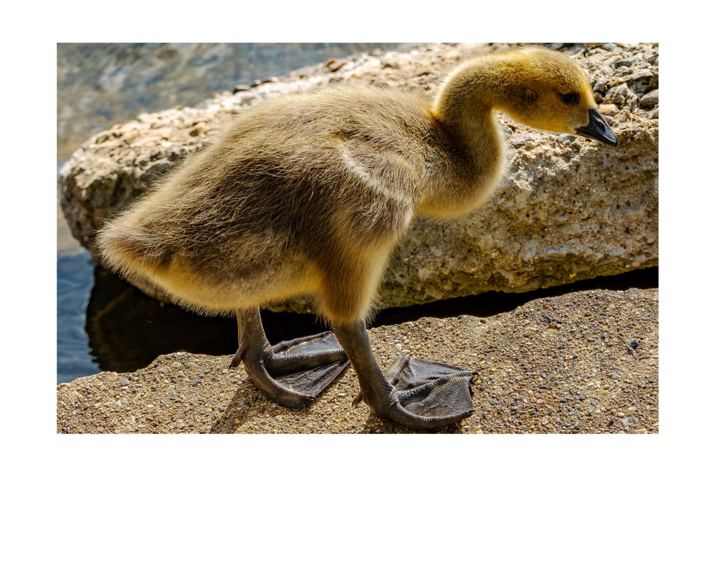 Canada Goose Gosling Wildlife Photography Print | Tiny Desk Photos No. 110