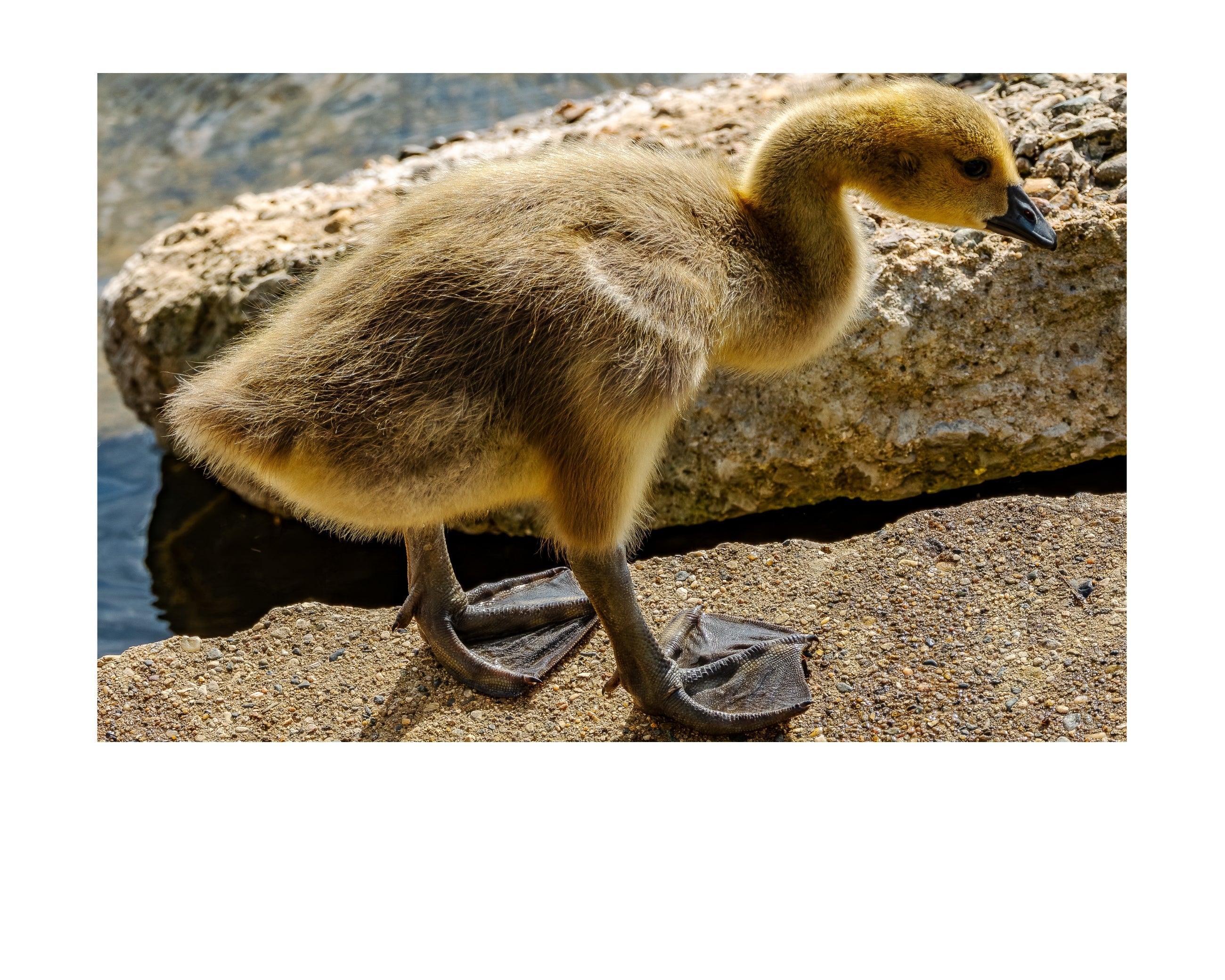 Canada Goose Gosling Wildlife Photography Print | Tiny Desk Photos No. 110
