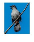 Gray Catbird Wildlife Photography Print | Tiny Desk Photos No. 111