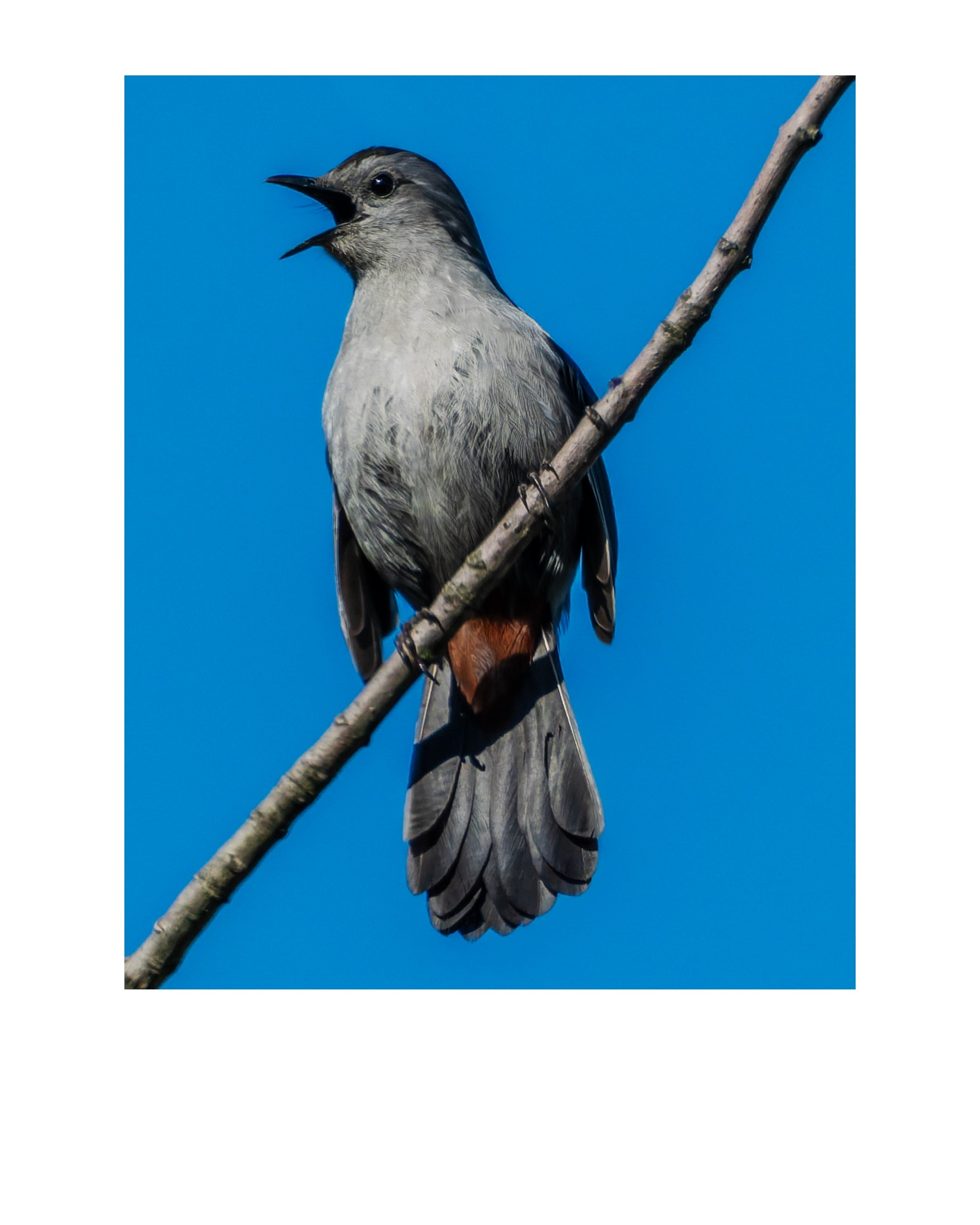 Gray Catbird Wildlife Photography Print | Tiny Desk Photos No. 111
