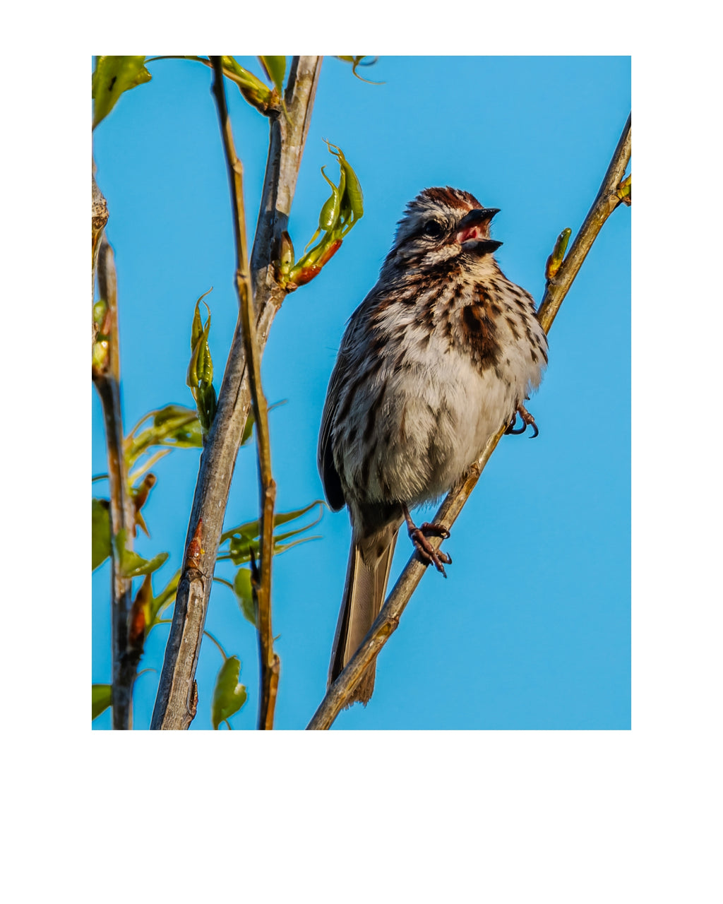 Song Sparrow Wildlife Photography Print | Tiny Desk Photos No. 113
