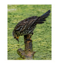 Red-winged Blackbird Wildlife Photography Print | Tiny Desk Photos No. 114