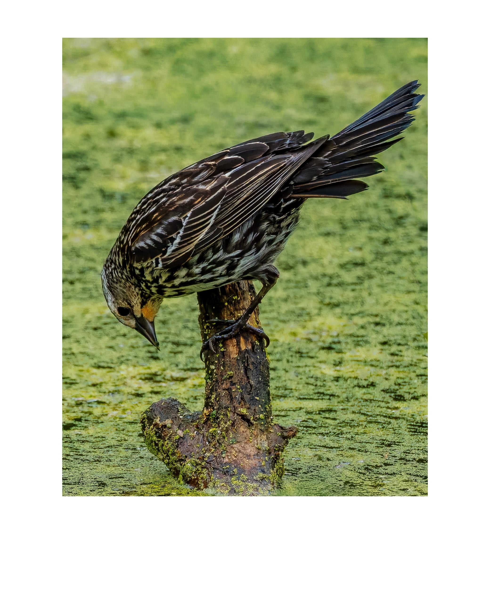 Red-winged Blackbird Wildlife Photography Print | Tiny Desk Photos No. 114