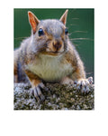 Eastern Gray Squirrel Wildlife Photography Print | Tiny Desk Photos No. 115