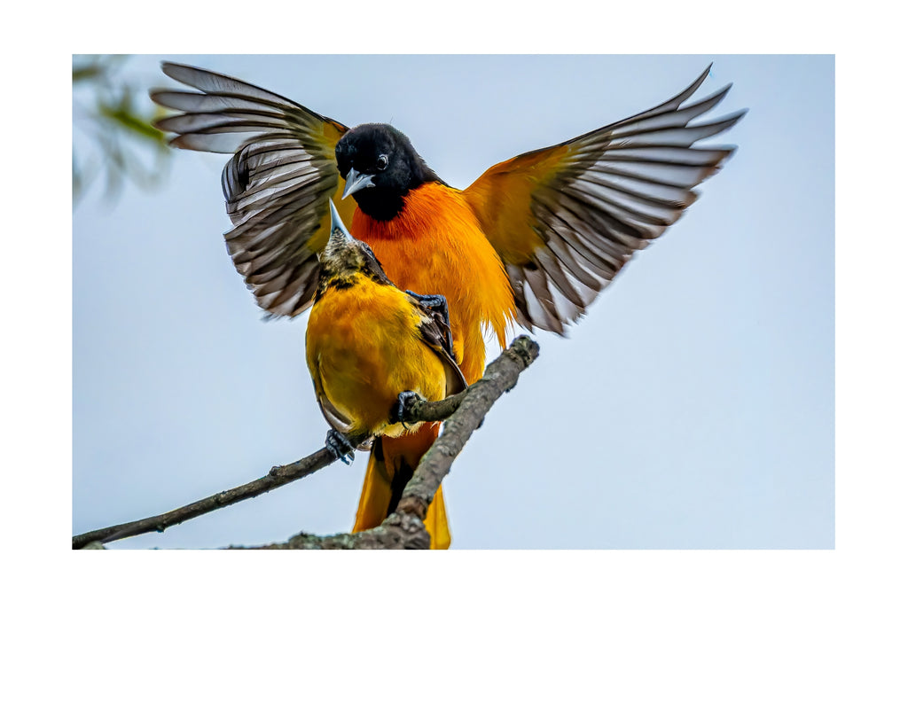 Baltimore Oriole Wildlife Photography Print | Tiny Desk Photos No. 116