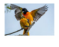 Baltimore Oriole Wildlife Photography Print | Tiny Desk Photos No. 116