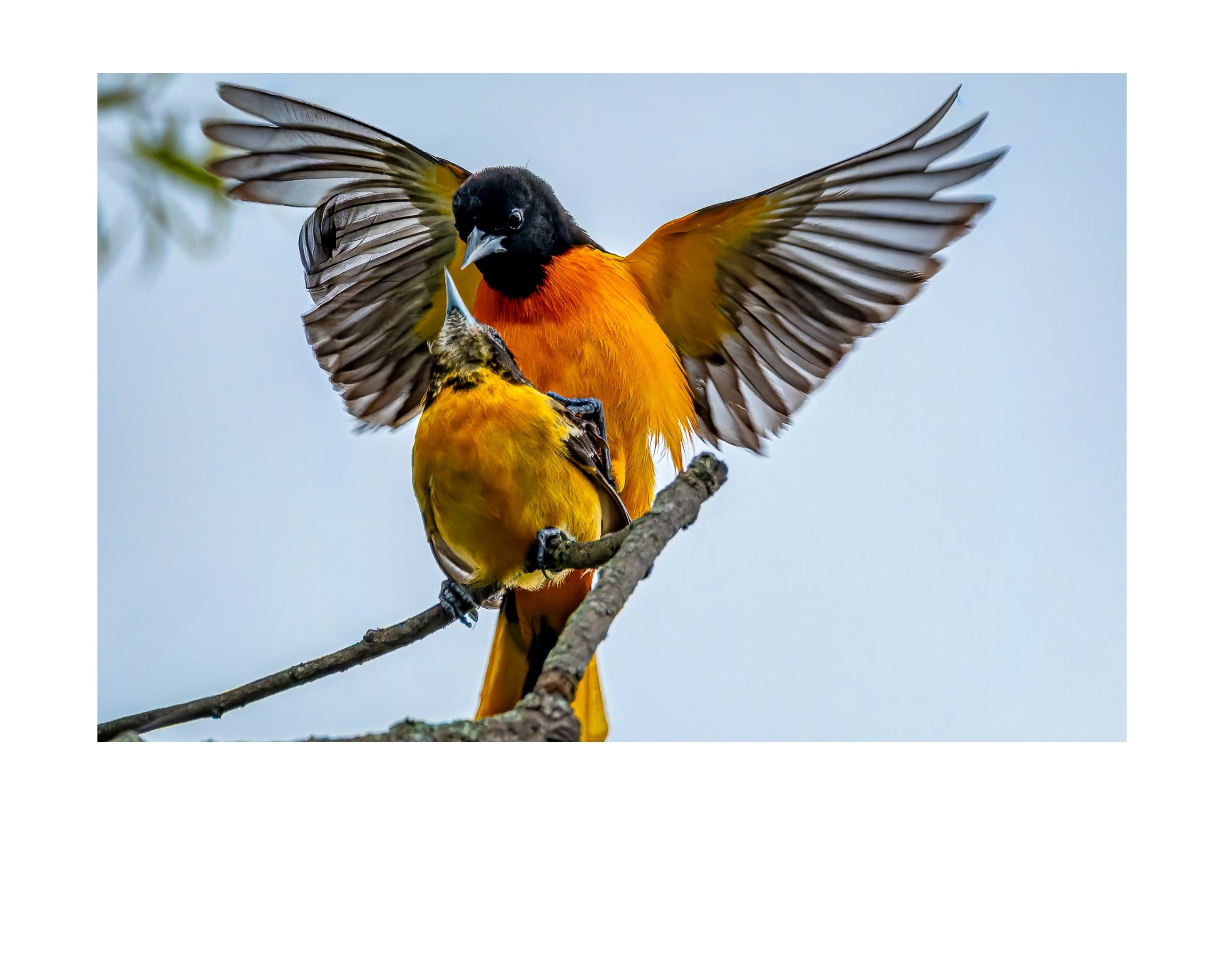 Baltimore Oriole Wildlife Photography Print | Tiny Desk Photos No. 116