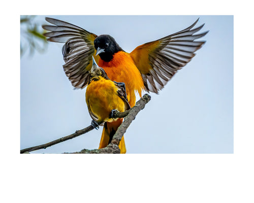 Baltimore Oriole Wildlife Photography Print | Tiny Desk Photos No. 116