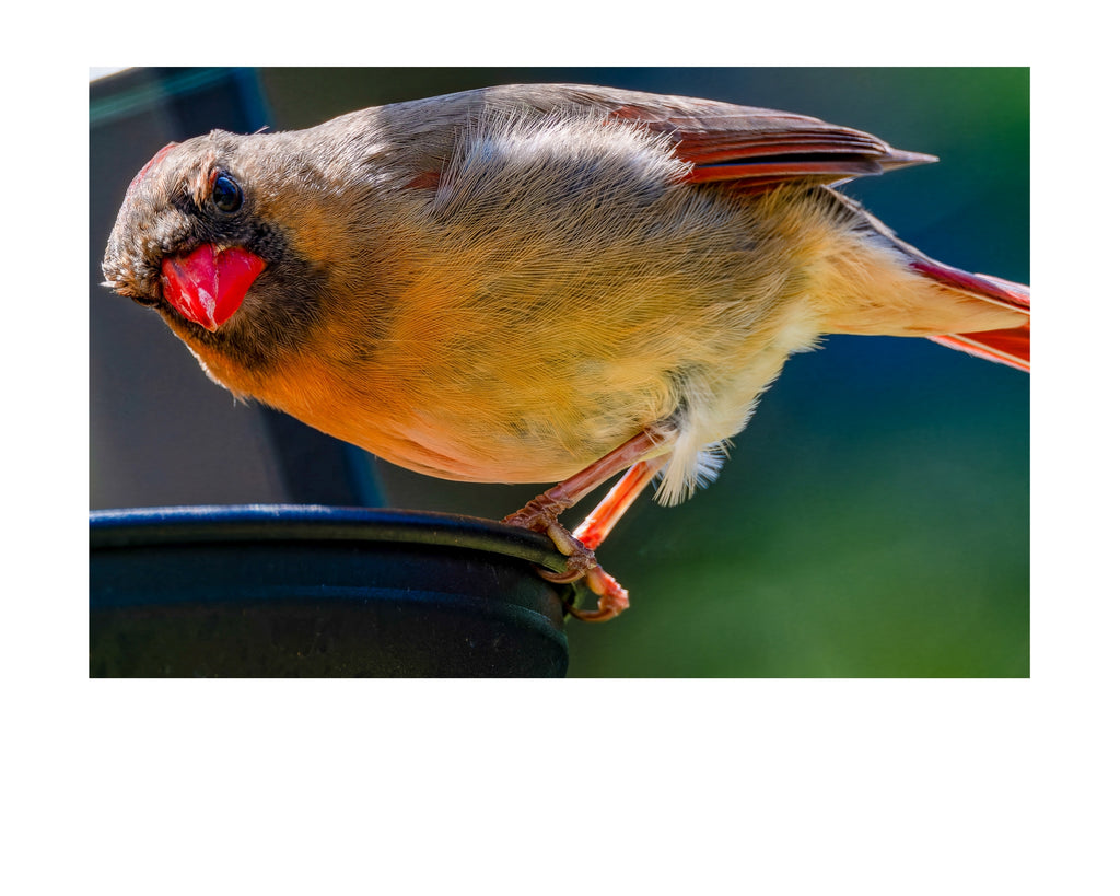 Northern Cardinal Wildlife Photography Print | Tiny Desk Photos No. 117