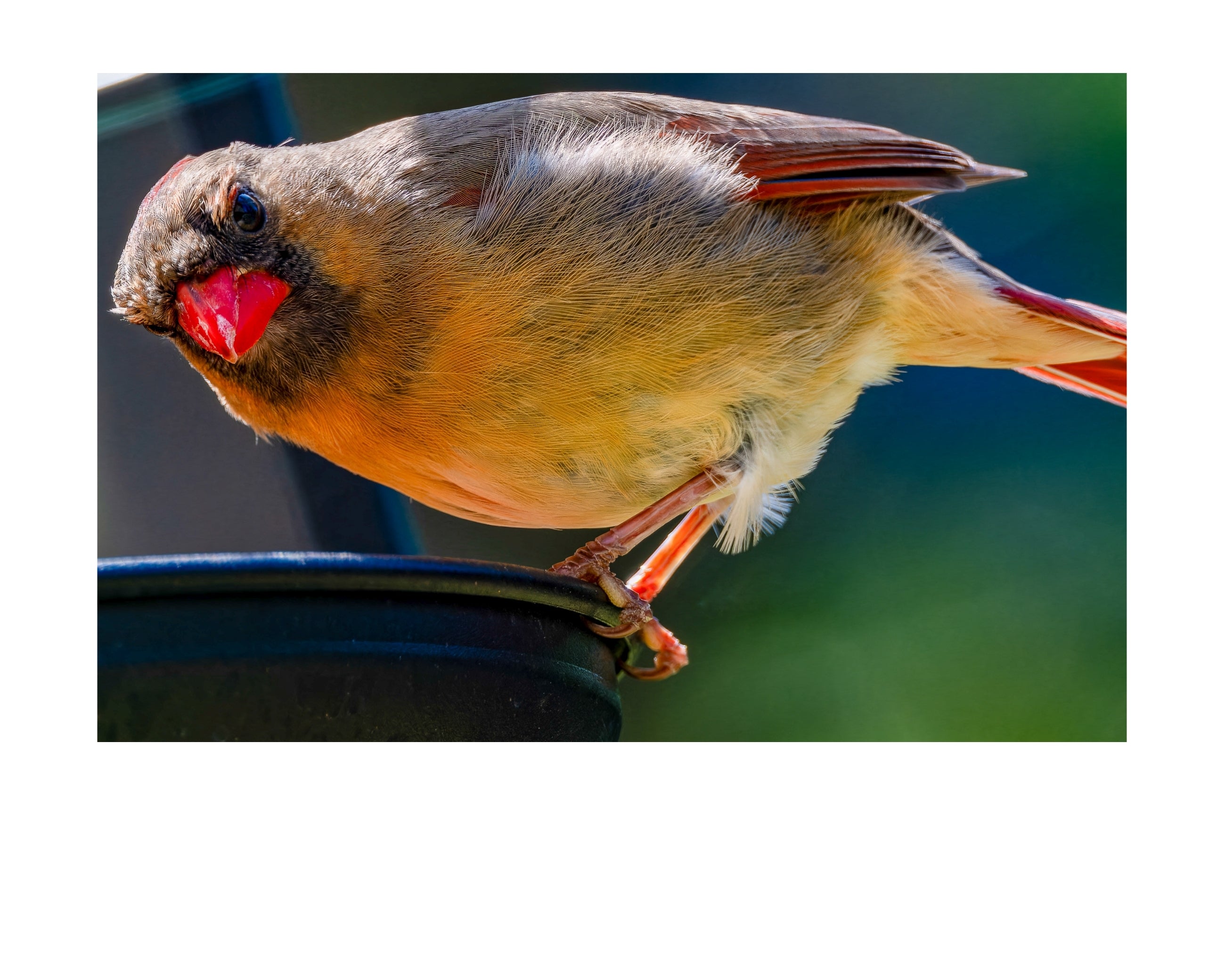 Northern Cardinal Wildlife Photography Print | Tiny Desk Photos No. 117