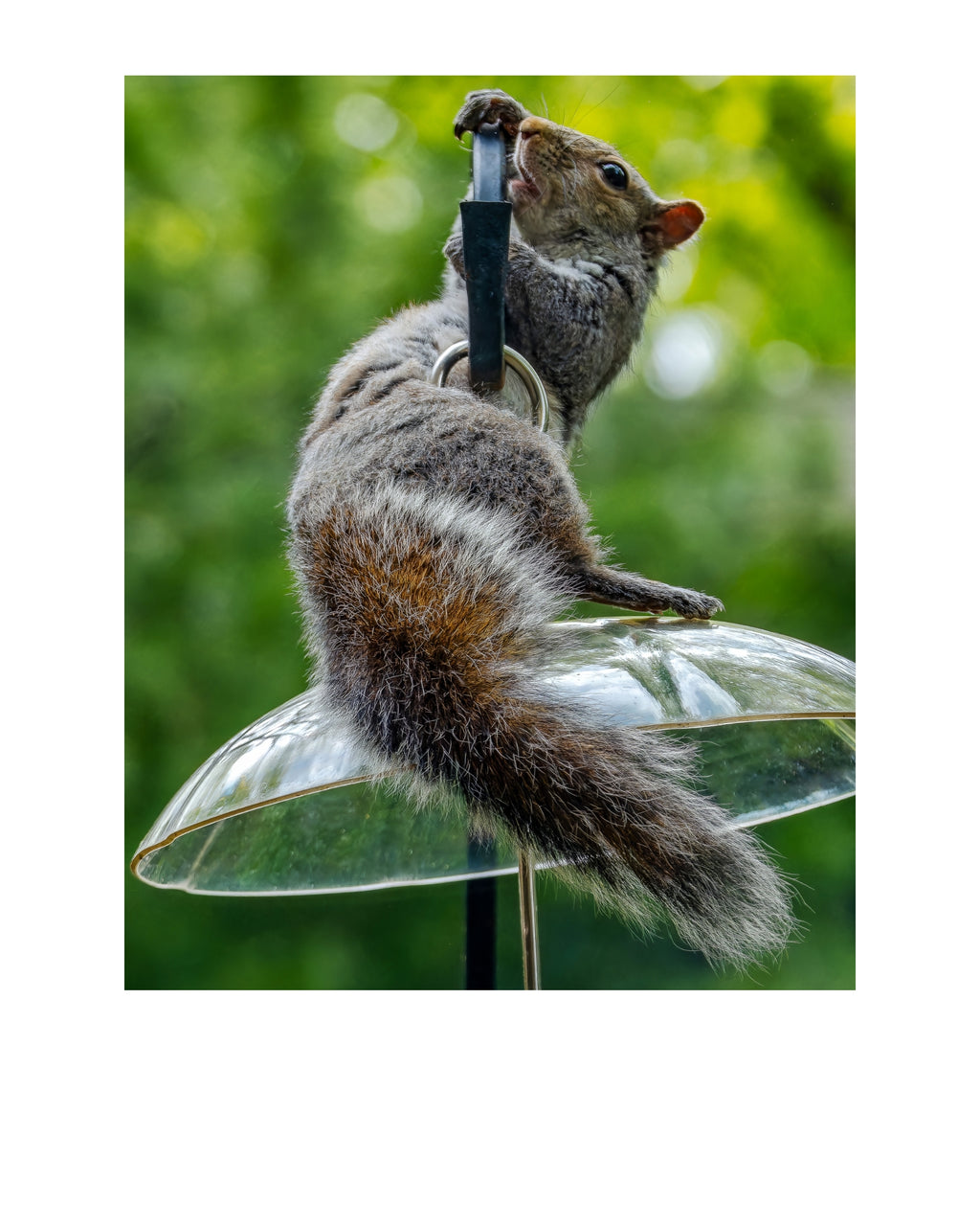 Eastern Gray Squirrel Wildlife Photography Print | Tiny Desk Photos No. 118