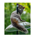 Eastern Gray Squirrel Wildlife Photography Print | Tiny Desk Photos No. 118