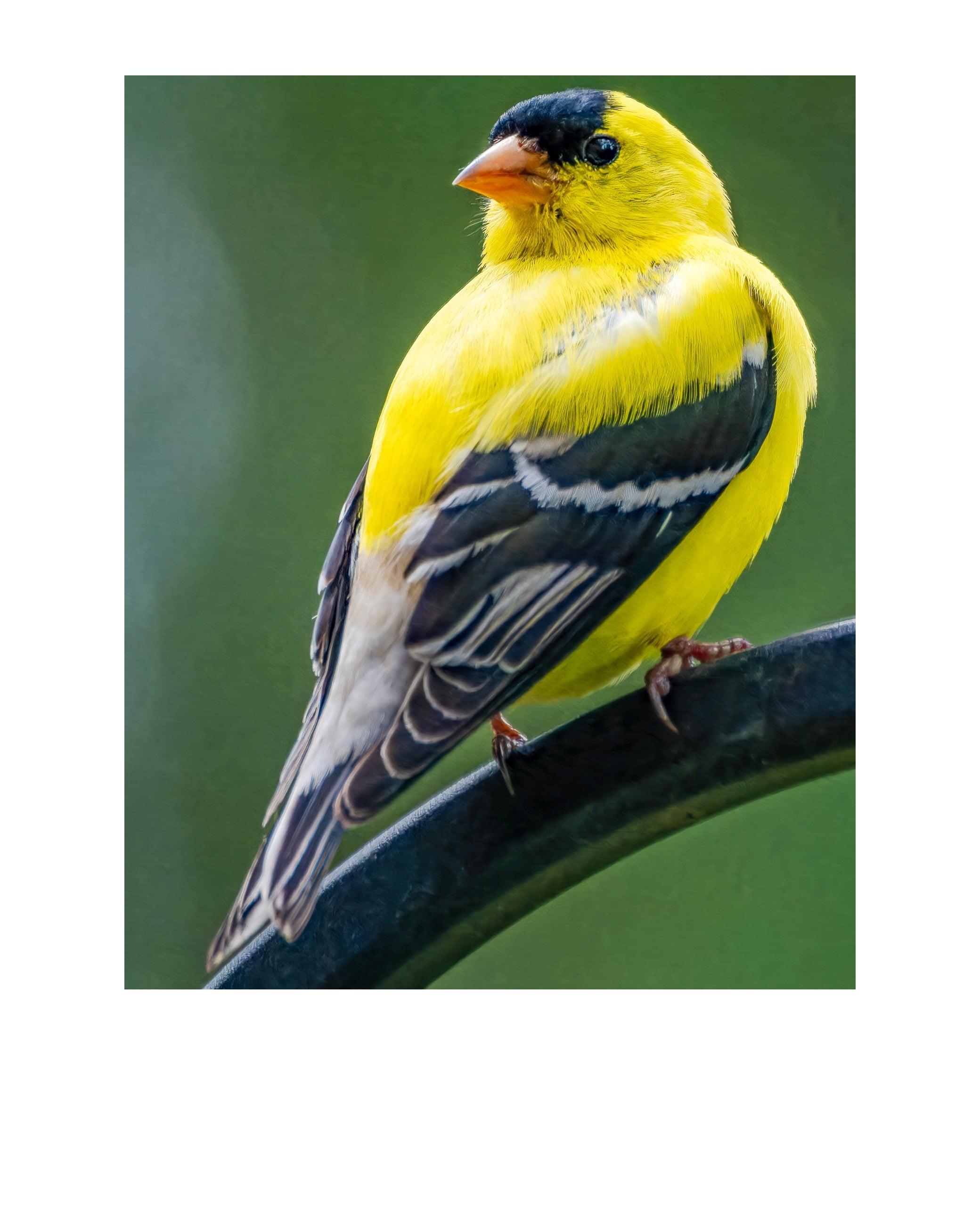 American Goldfinch Wildlife Photography Print | Tiny Desk Photos No. 119