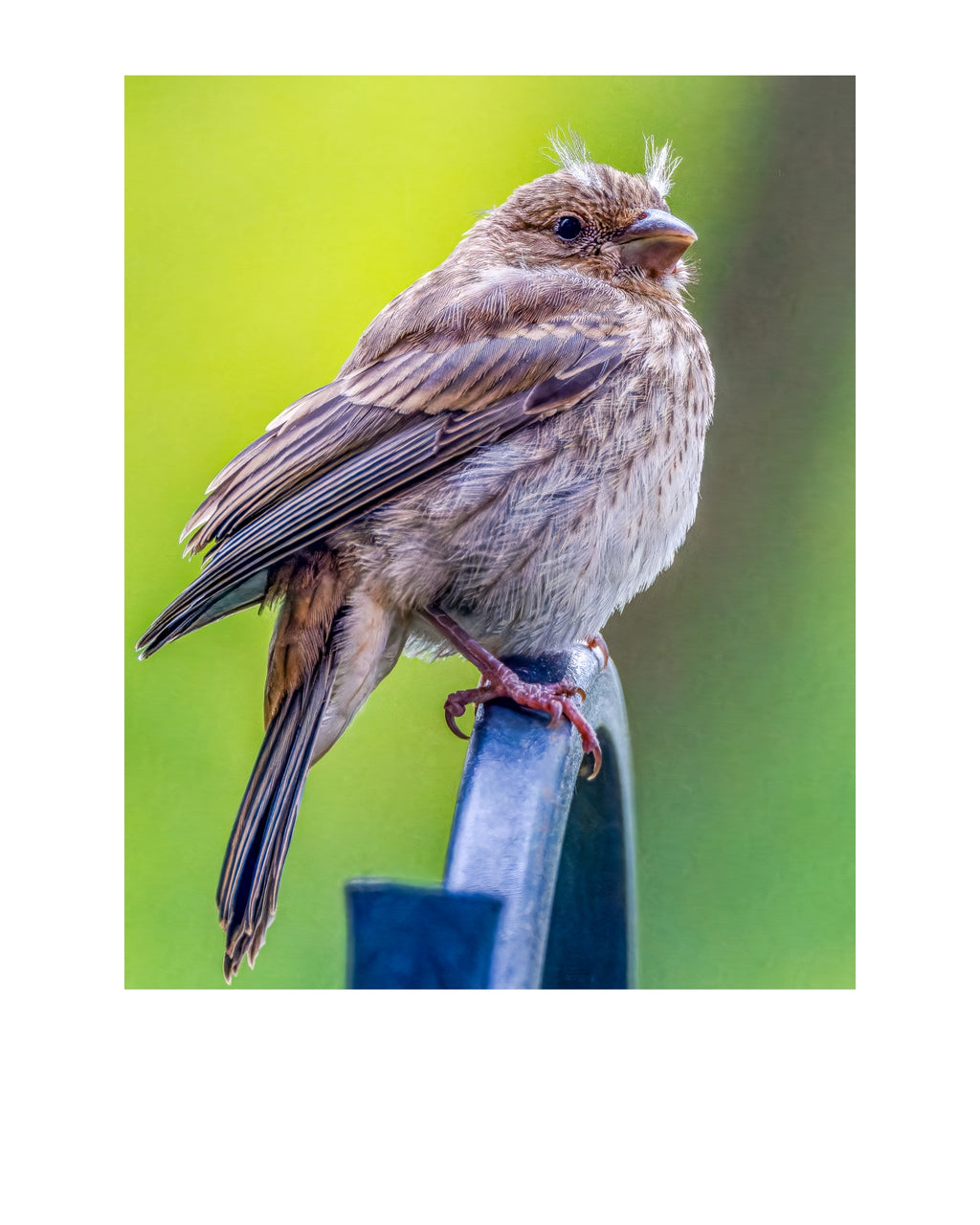 House Finch Wildlife Photography Print | Tiny Desk Photos No. 120
