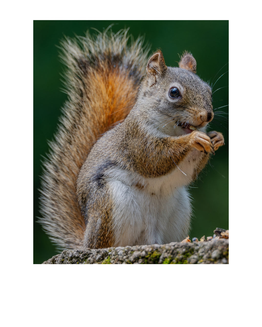 Eastern Gray Squirrel Wildlife Photography Print | Tiny Desk Photos No. 121