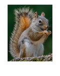 Eastern Gray Squirrel Wildlife Photography Print | Tiny Desk Photos No. 121