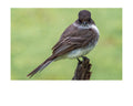 Eastern Phoebe Wildlife Photography Print | Tiny Desk Photos No. 122