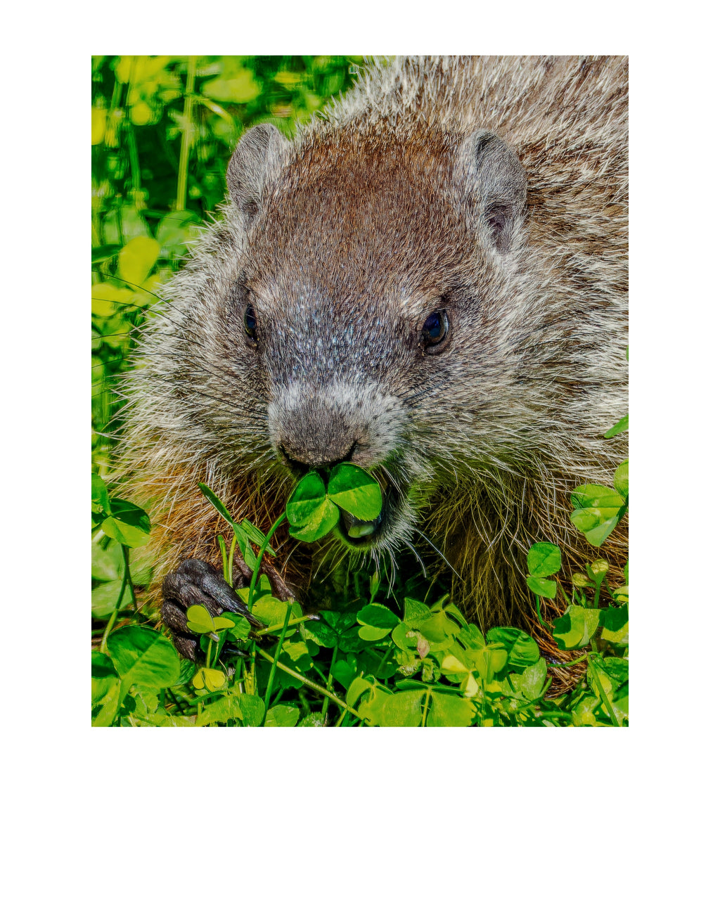 Groundhog Wildlife Photography Print | Tiny Desk Photos No. 123