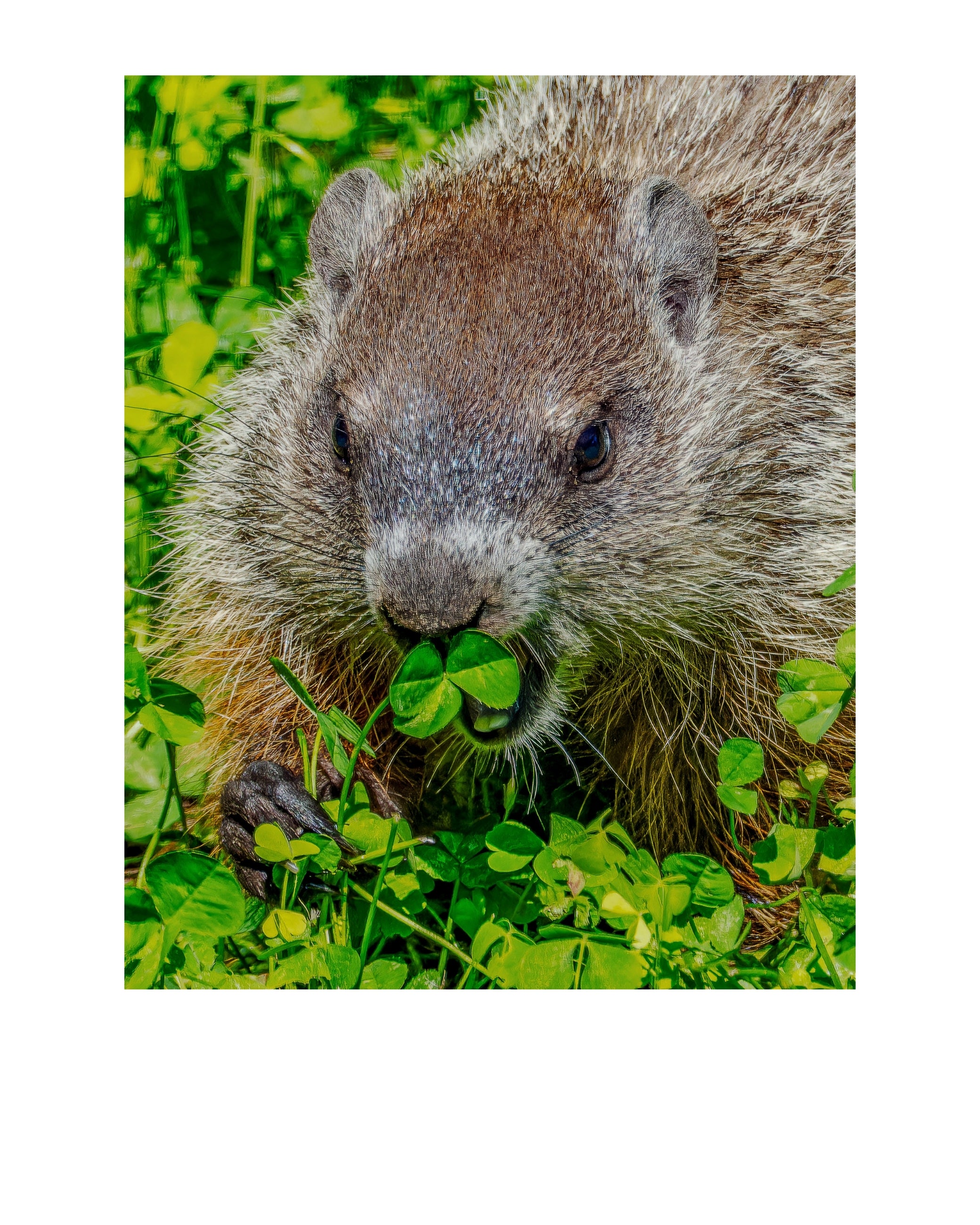 Groundhog Wildlife Photography Print | Tiny Desk Photos No. 123