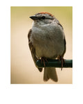 Chipping Sparrow Wildlife Photography Print | Tiny Desk Photos No. 124