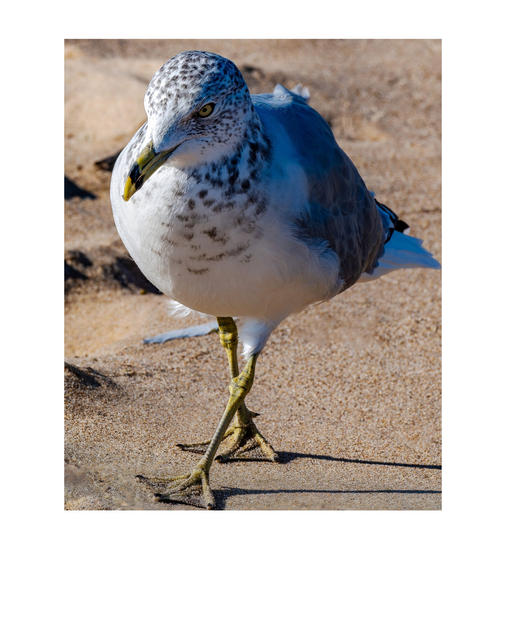 Ring-billed Gull Wildlife Photography Print | Tiny Desk Photos No. 125