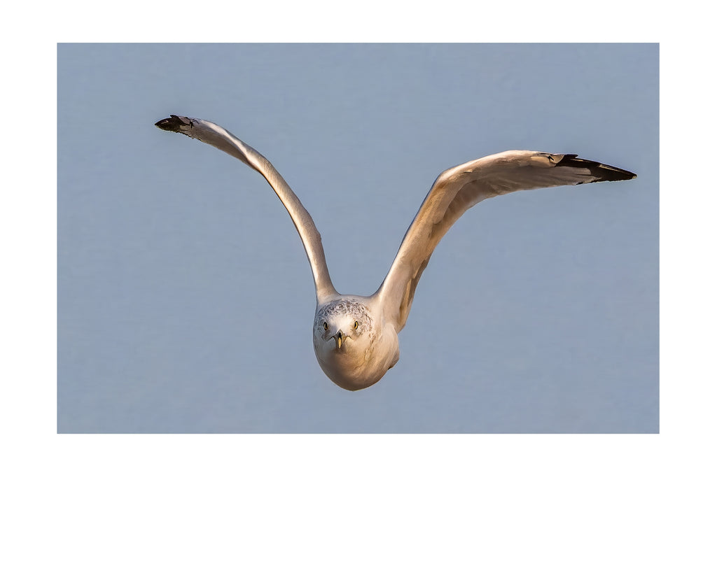 Ring-billed Gull Wildlife Photography Print | Tiny Desk Photos No. 126