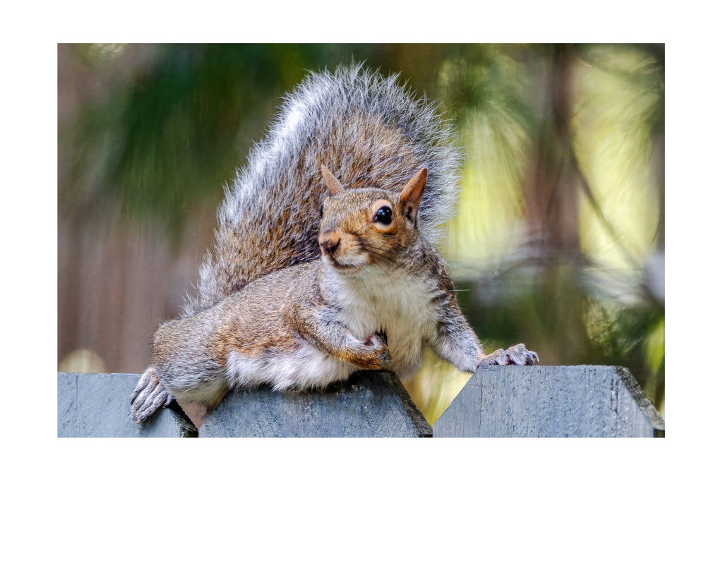 Eastern Gray Squirrel Wildlife Photography Print | Tiny Desk Photos No. 127