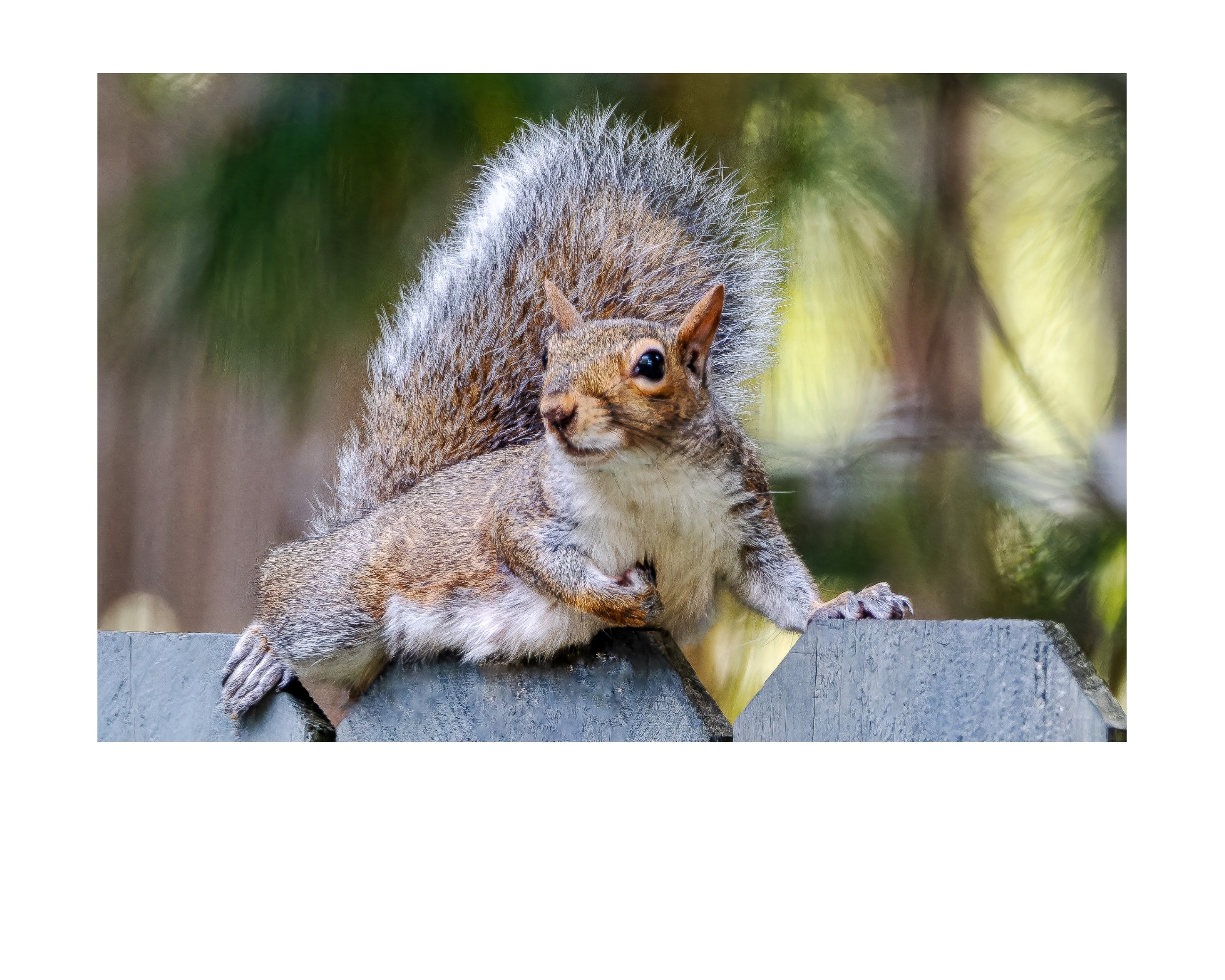 Eastern Gray Squirrel Wildlife Photography Print | Tiny Desk Photos No. 127