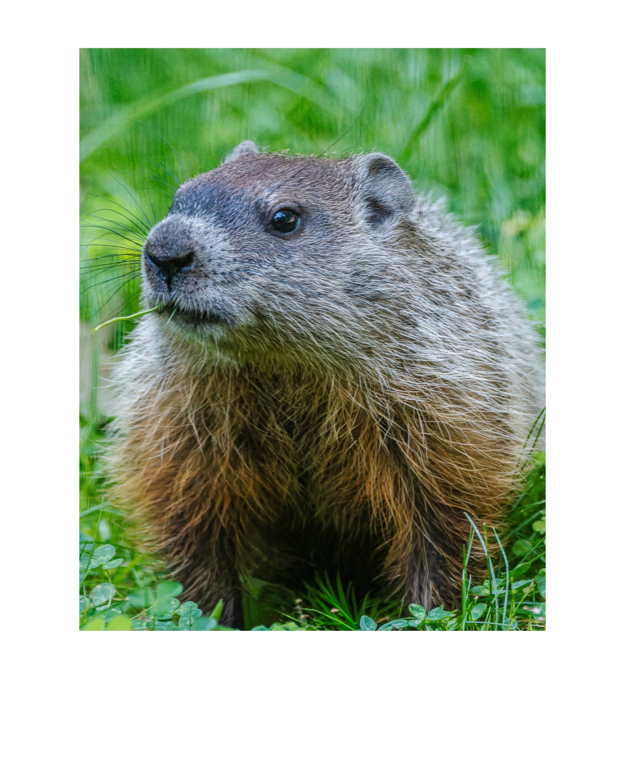 Groundhog Wildlife Photography Print | Tiny Desk Photos No. 128