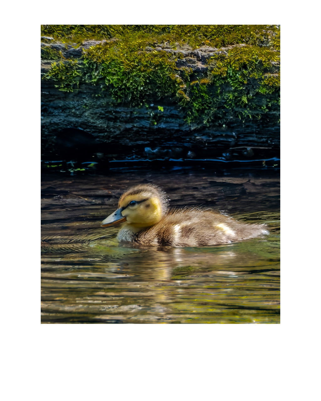 Mallard Duckling Wildlife Photography Print | Tiny Desk Photos No. 129