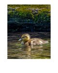 Mallard Duckling Wildlife Photography Print | Tiny Desk Photos No. 129
