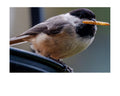 Tiny Desk Photos • No. 13 | Black-capped Chickadee | Boundaries