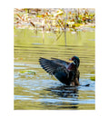 Wood Duck Wildlife Photography Print | Tiny Desk Photos No. 130
