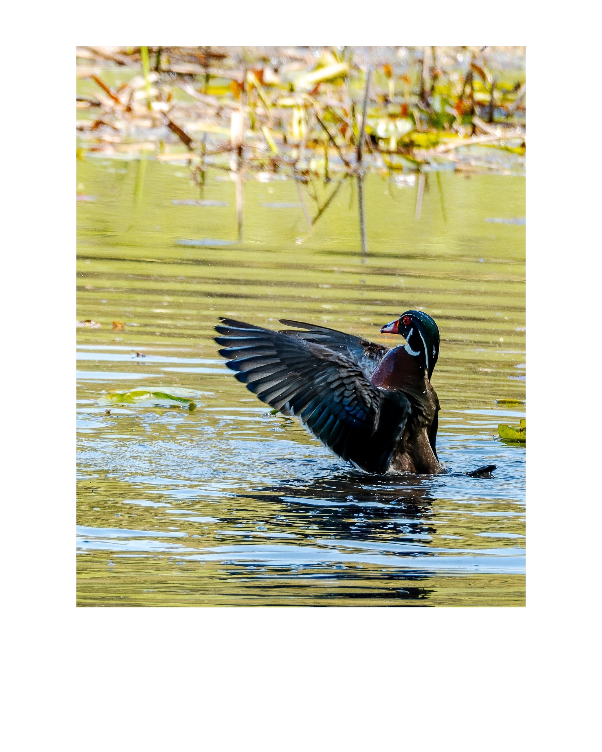 Wood Duck Wildlife Photography Print | Tiny Desk Photos No. 130