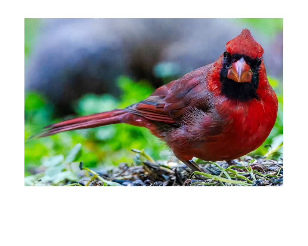 Northern Cardinal Wildlife Photography Print | Tiny Desk Photos No. 132