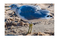 Ring-Billed Gull Wildlife Photography Print | Tiny Desk Photos No. 133
