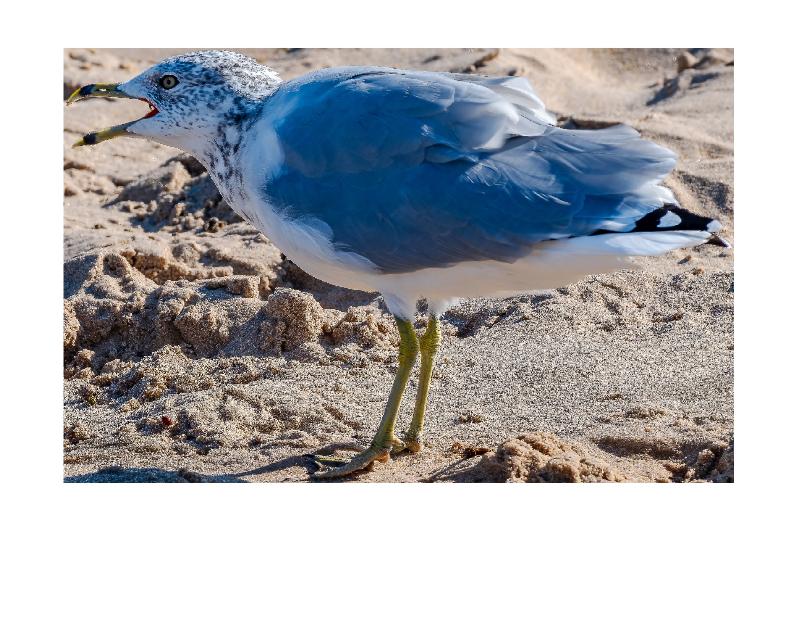 Ring-Billed Gull Wildlife Photography Print | Tiny Desk Photos No. 133