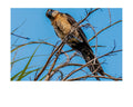 Boat-Tailed Grackle Wildlife Photography Print | Tiny Desk Photos No. 134